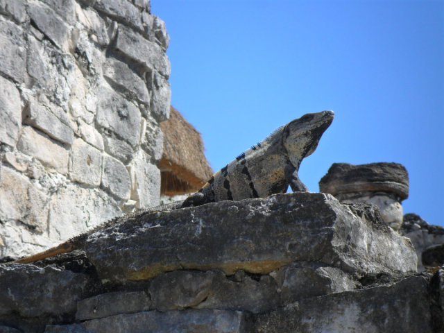 Cancun 2011 053